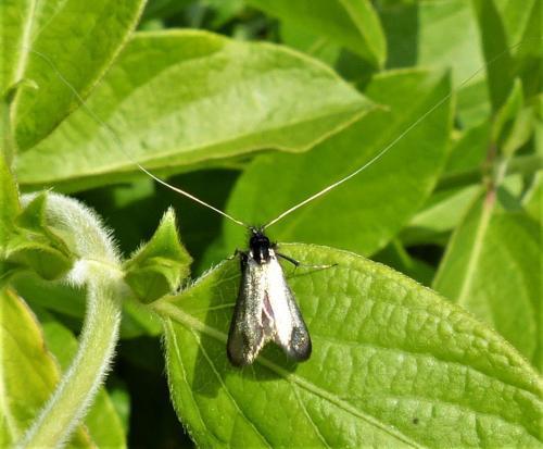 Adela reaumurella