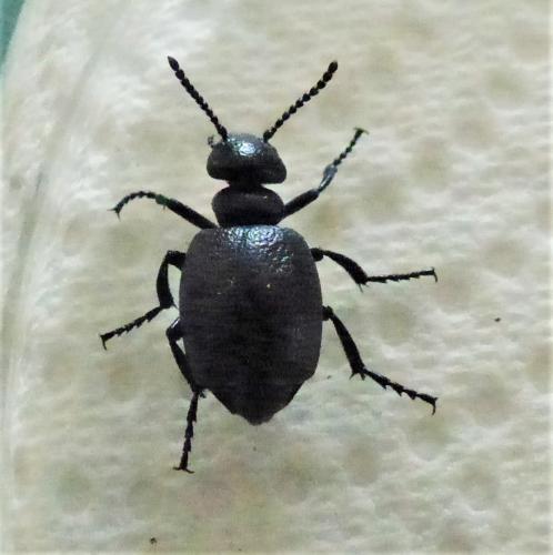 Réf. 251 483 : Meloe brevicollis