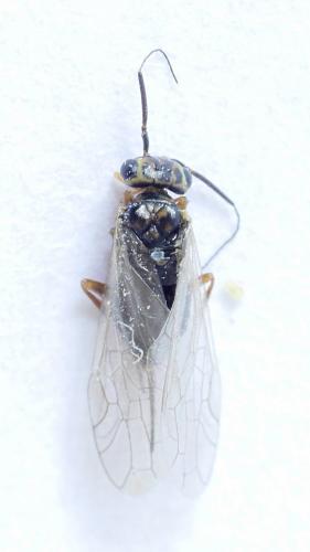 Xyela sp.
