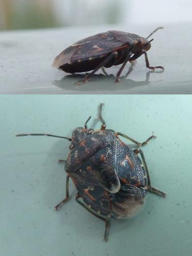 Réf. 251 386 : Holcogaster fibulata