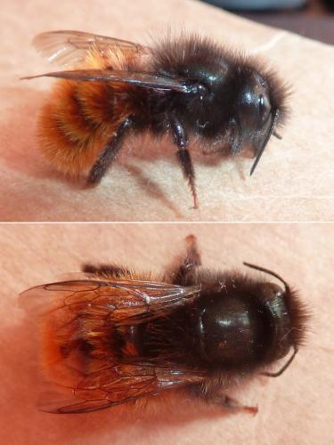 Osmia cornuta