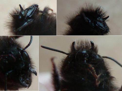 Osmia cornuta
