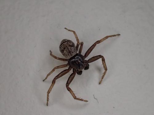 Coriarachne depressa
