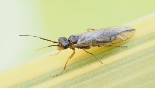 Xyela graeca