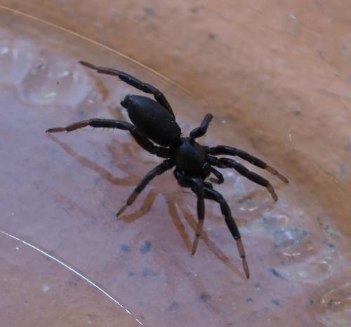 Zelotinae