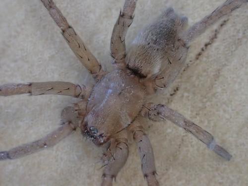 Drassodes sp.