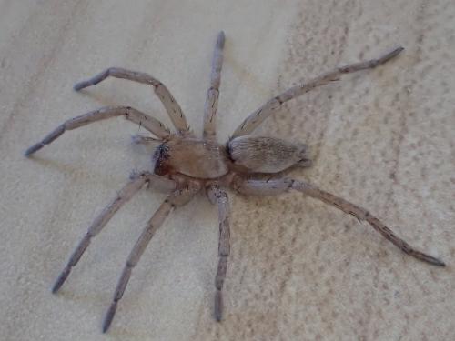 Drassodes sp.