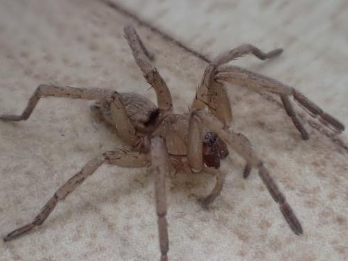 Drassodes sp.