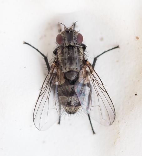 Réf. 251 431 : Triarthria setipennis