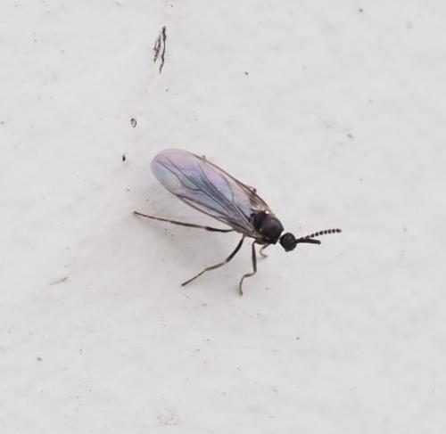 Colobostema sp.