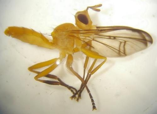 Campylocera sp.