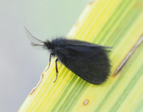 Epichnopterix sp.