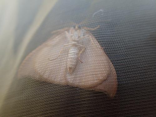 Watsonalla sp.