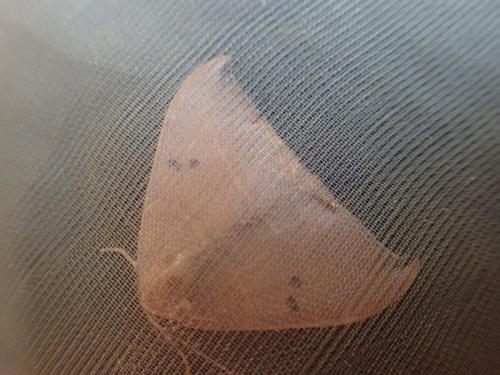 Watsonalla sp.