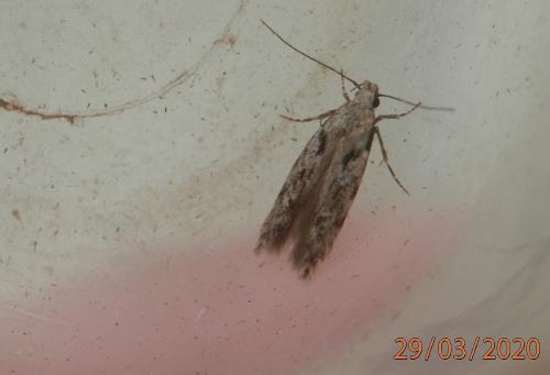 Réf. 251 629 : Carpatolechia decorella