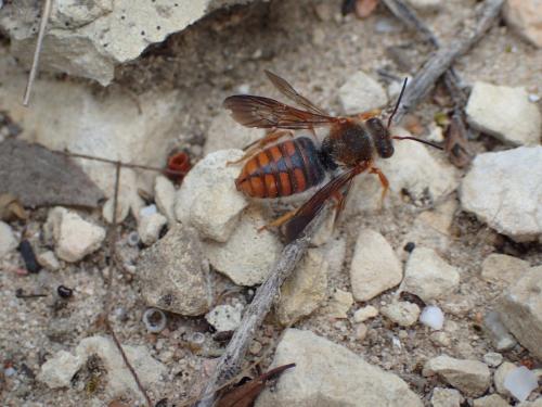 Rhodanthidium sticticum