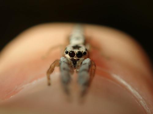Réf. 251 477 : Corambis sp.