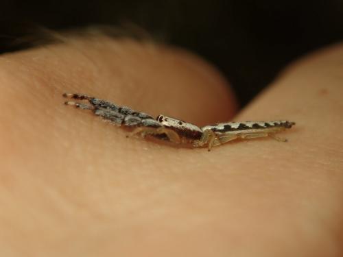 Corambis sp.