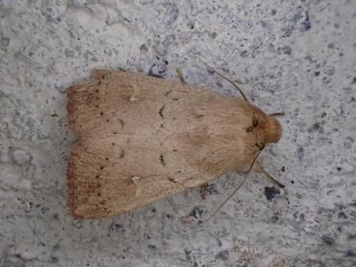 Réf. 251 094 : Mythimna ferrago