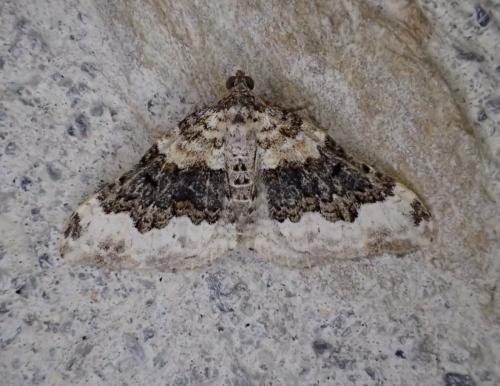 Réf. 251 097 : Epirrhoe galiata