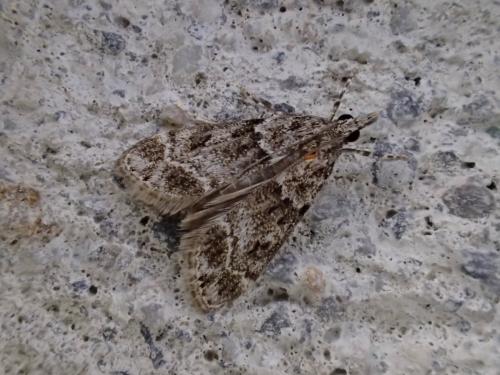 Eudonia mercurella