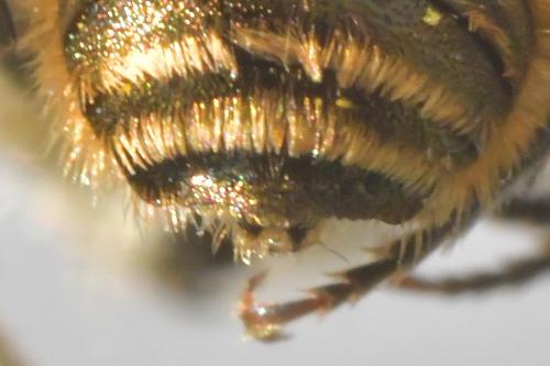 Osmia caerulescens