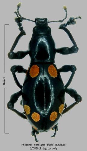 Pachyrhynchus ochroplagiatus