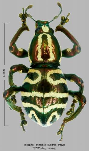 Réf. 251 302 : Pachyrhynchus postpubescens