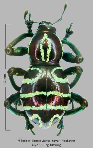 Pachyrhynchus speciosus