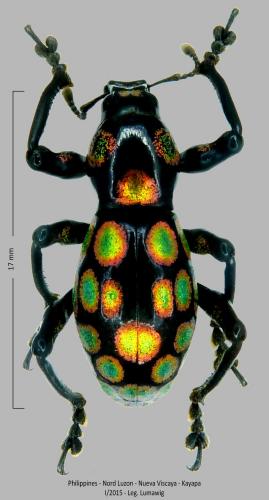 Pachyrhynchus taylori