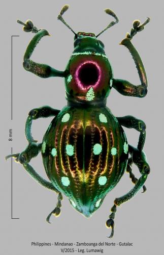 Réf. 251 469 : Pachyrhynchus sphenomorphoides