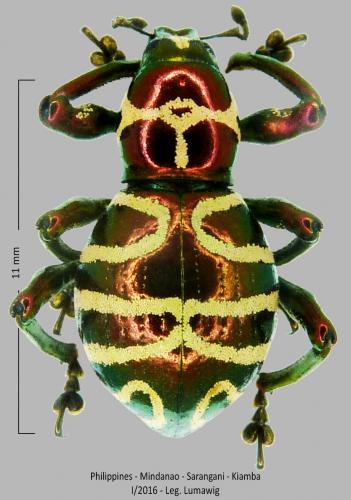Réf. 251 415 : Pachyrhynchus davaoensis