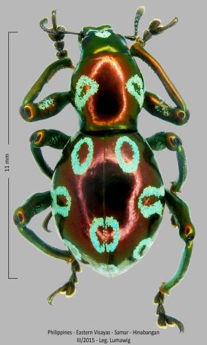 Pachyrhynchus elegans