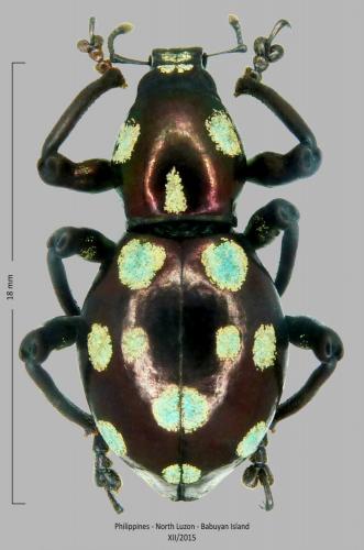 Réf. 251 925 : Pachyrhynchus gemmatus