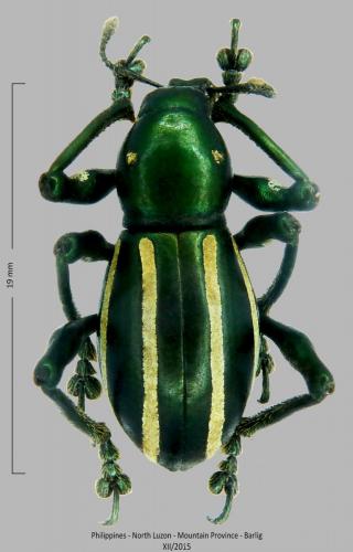 Pachyrhynchus igorota