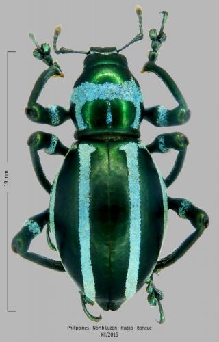 Pachyrhynchus inclytus
