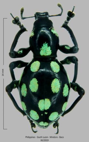 Réf. 251 748 : Pachyrhynchus mindoroensis