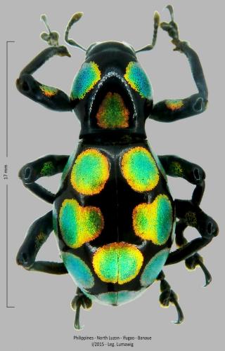 Pachyrhynchus sanchezi