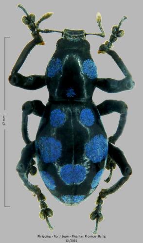 Pachyrhynchus sanchezi