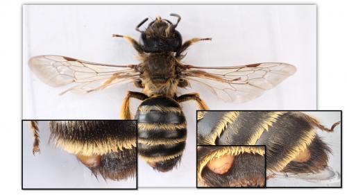 Stylops melittae
