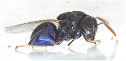 Perilampus ruficornis