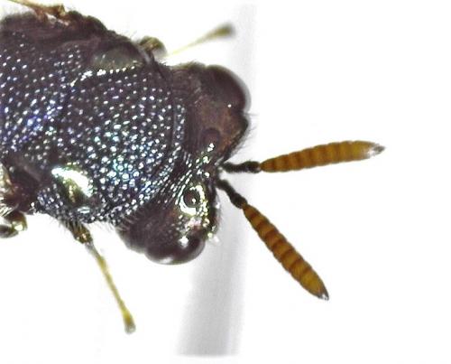 Perilampus ruficornis
