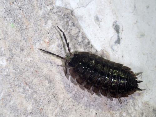 Porcellio sp.