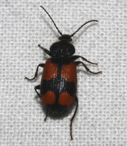 Réf. 251 868 : Panagaeus cruxmajor