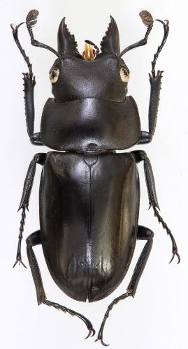 Prosopocoilus sp.