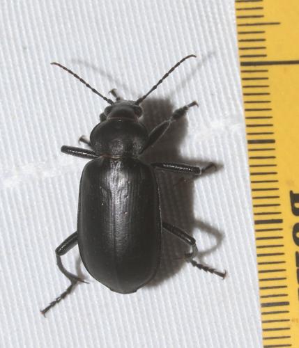 Calosoma maderae