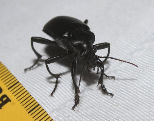 Calosoma maderae