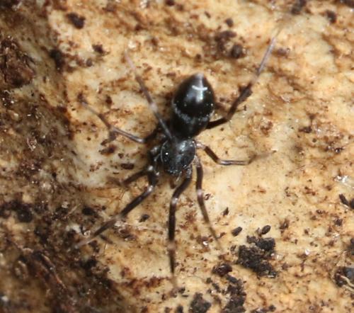 Liophrurillus flavitarsis