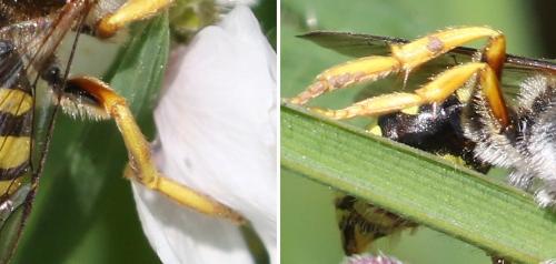 Nomada sp.