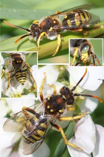 Nomada sp.